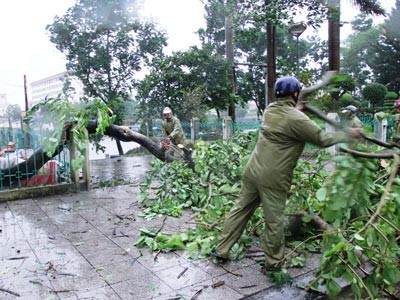 The storm blew up hundreds of uprooted trees (Photo: SGGP)